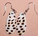 Sea Shell Earrings